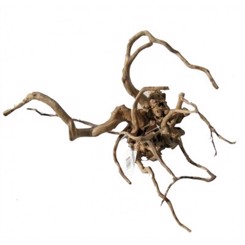 Desert root XL 54-80cm  - Assorteret pluk